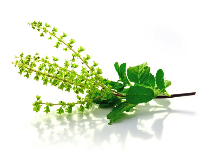 How Tulsi can help you stay healthy?