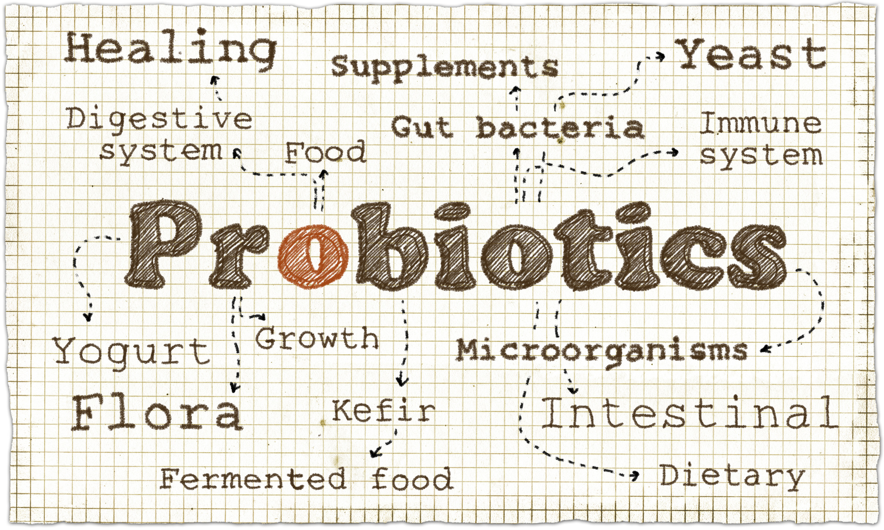 Bacteria and your gut!